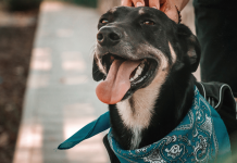 Responsabilidad y compromiso con las mascotas Responsabilidad con mascotas