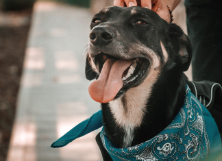 Responsabilidad y compromiso con las mascotas Responsabilidad con mascotas