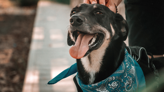 Responsabilidad con mascotas