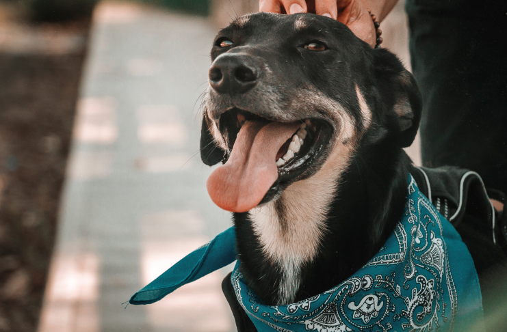 Responsabilidad y compromiso con las mascotas Responsabilidad con mascotas